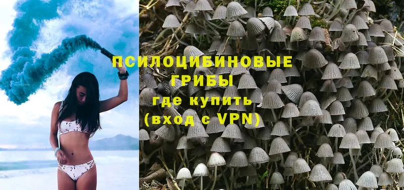 Галлюциногенные грибы Psilocybe  Пошехонье 